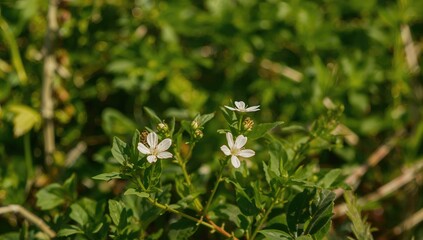 Small garden flowers with white blooms, suitable for floral arrangements or gardening projects