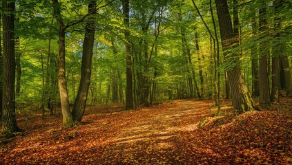 Fototapeta premium A beautiful forest with a leaf-covered path, showcasing seasonal change