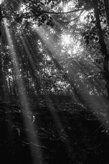 Black and White Beech Forest