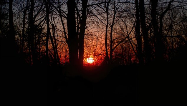 Sunset filtering through tree branches, highlighting natural silhouettes, seasonal change