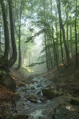 Obraz premium Beech Forest with Mountain Stream in Morning Fog