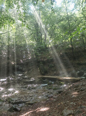 Fototapeta premium Misty Beech Forest with Wooden Bridge in the Carpathians