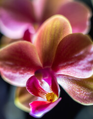  Pink Orange Orchid Close-Up