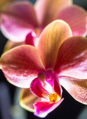  Pink Orange Orchid Close-Up