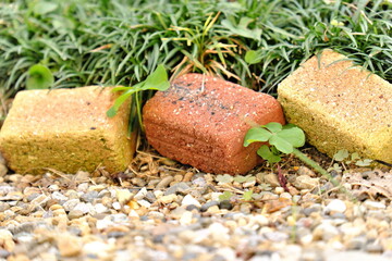 庭の縁に並ぶレンガと緑の草の自然な風景｜ガーデンデザインやナチュラル素材の質感を感じる写真
