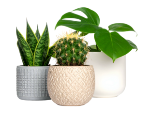 Potted succulent, cactus, and Monstera plants
