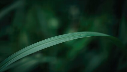Obraz premium Close-Up View of Green Leaf Against Blurred Greenery, Ideal for Natural Backgrounds, Ecology