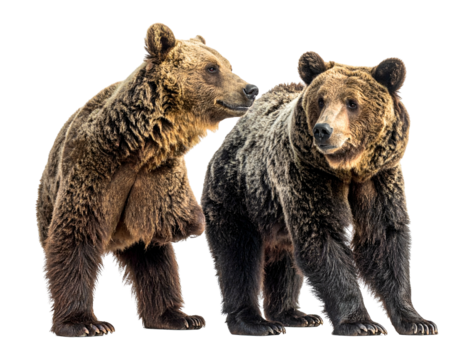 Two large brown furry mammals standing