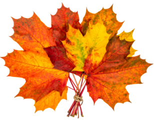 Vibrant autumn leaves tied in a bundle