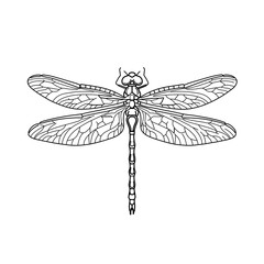 Dragonfly vector drawing in minimalist black outline, elegant insect illustration isolated clean simple line art