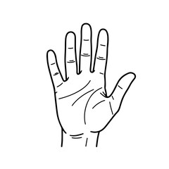 Obraz premium Human hand with visible detail lines drawn in expressive anatomical contour styled as refined microstock vector artwork