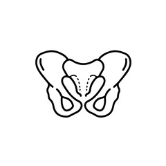 Pelvic cavity and reproductive bone structure vector anatomy drawing for gynecology and medical educational reference