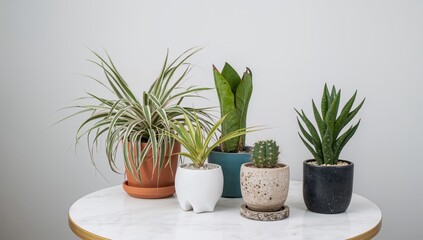 Fototapeta premium Tillandsia air plants and various succulents in ceramic pots on a white marble surface, beneficial for indoor greenery