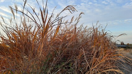 Fototapeta premium golden brown ornamental grass swaying against blue sky in autumn season