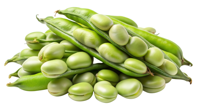 Freshly harvested broad beans in pods and shelled showing vibrant green color isolated on transparent background