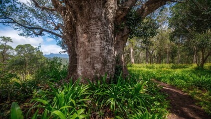 Obraz premium Tree trunk in a natural setting, highlighting preservation efforts