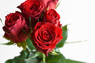 Obraz premium 赤いばら