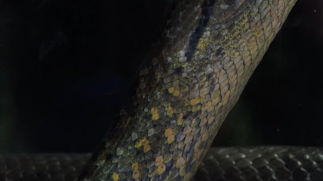 Green anaconda head partially submerged in water