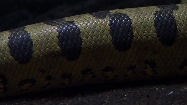Details of green anaconda snakeskin