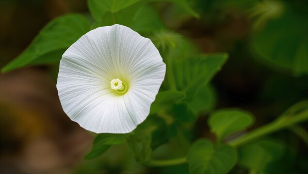 White flower Ipomoea obscura thrives in natural settings, seasonal change - Powered by Adobe
