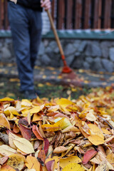 Man cleans garden from fallen leaves