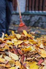 Man is cleaning garden of fallen leaves