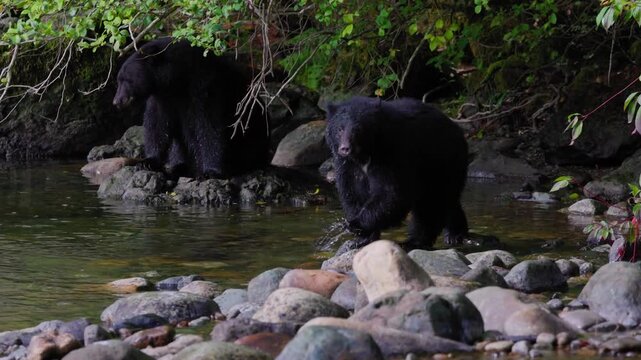 Two black bears on rocks at riverbank