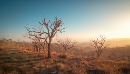 Obraz premium A landscape featuring bare trees under bright sunlight, highlighting seasonal change