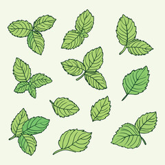 Fresh Green Mint Leaves Collection