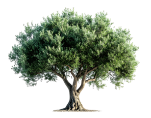 Large, mature, ancient tree with thick trunk and foliage