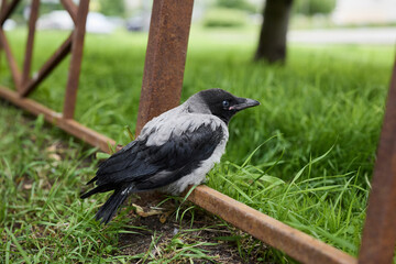 Gentle rescue operation for hurt crow in tranquil countryside