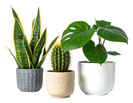 Trio of potted green plants in stylish containers
