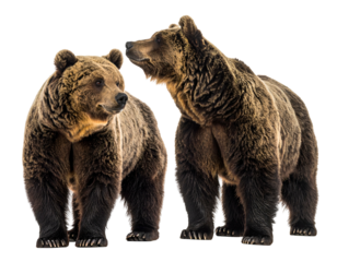 Two large, brown bears standing side by side
