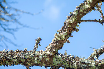 苔むした桜の老木