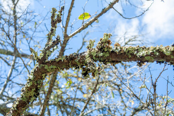 苔むした桜の老木