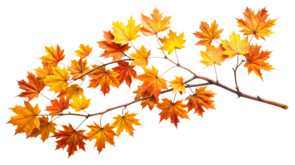 Autumn maple tree branch with vibrant orange and yellow leaves isolated on a transparent background fall