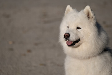White fluffy Samoyed dog portrait with copy space