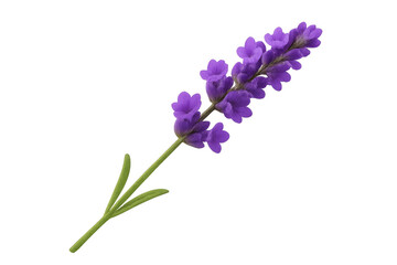 Lavender flower sprig with purple blossoms on a transparent background, symbolizing aromatherapy and relaxation