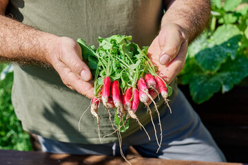 Gardener man harvesting fresh radish  in vegetable garden
