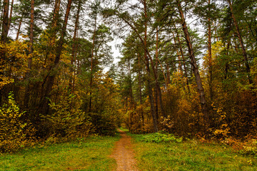 Forest path in autumn park with tall pine trees and golden foliage. Nature trail in seasonal woodland for outdoor activity. Scenic landscape.