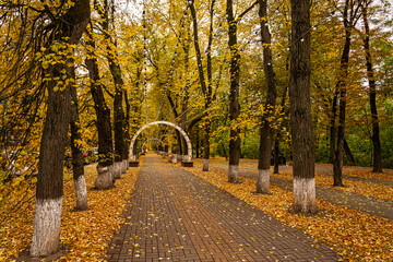 Park alley with a paved footpath lined with tall trees displaying golden autumn foliage and fallen...