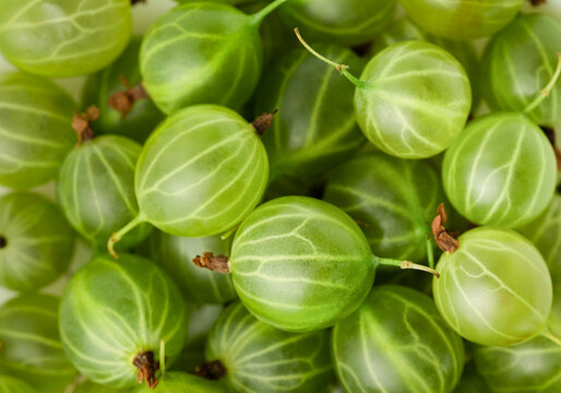 background of green gooseberries, close-up