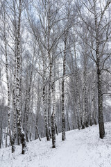Birch grove after a snowfall on a winter cloudy day. Birch branches covered with snow.