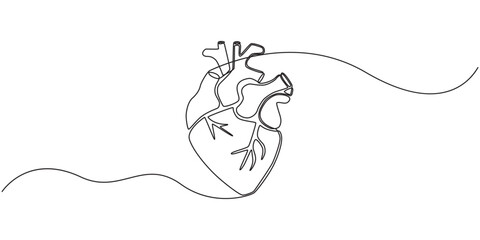 Human heart with blood vessels one line art. Continuous line drawing of human, internal, organs, heart, vector, A single line drawing of a realistic human heart, Continuous Line Anatomical Heart