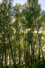 Fototapeta premium Sunlight filtering through the tall birch trees in a lush green forest, creating a serene and captivating natural landscape for nature enthusiasts.