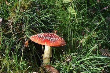 Fliegenpilz