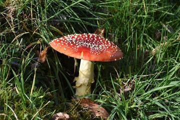 Fliegenpilz