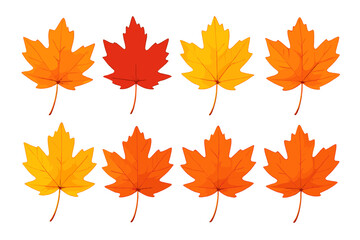 Vibrant maple leaves in seasonal red orange and yellow colors isolated on white background