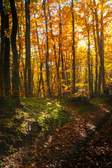 Sunlit autumn forest with leaves - covered path