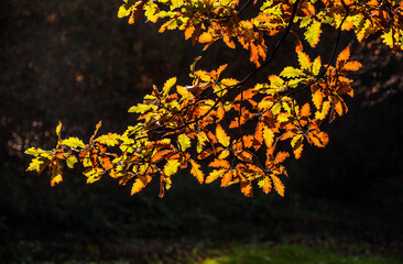 Astley Park, Chorley, Lancashire, UK